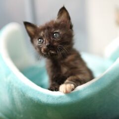 【譲渡相談中】子猫1か月、里親募集　※～2022/5月末頃締切