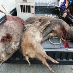 東京は奥多摩、青梅、八王子での狩猟サークル、メンバー募集 - スポーツ
