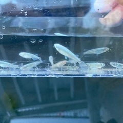 【値下げしました】幹之メダカスーパー強光