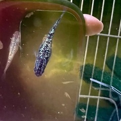 メダカの卵　サファイア、夜桜ゴールドなどなどの画像