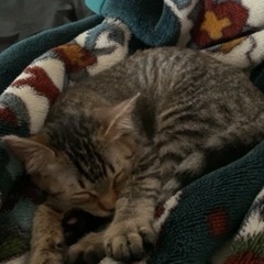 保護猫キジトラ♂およそ3〜4ヶ月