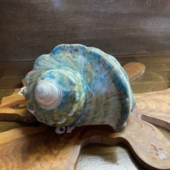 夜光貝