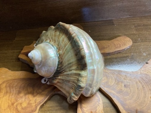 夜光貝　少し大きめ