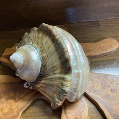 夜光貝　少し大きめ