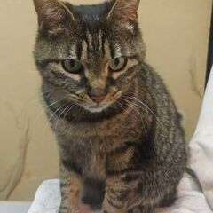 大人猫が好きな方いませんか？