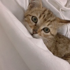 現在お話中【至急】とっても可愛い子猫です