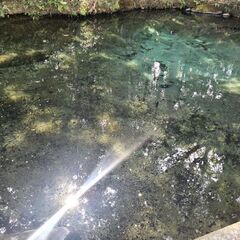 【初心者歓迎】タロット仲間募集