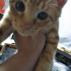 センター譲渡会にて決まりました！生後約4ヶ月前後の♂♀猫ちゃんで...