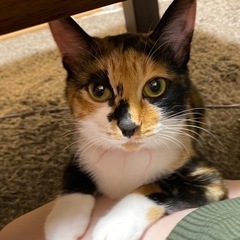 <再募集>三毛の女の子<手袋をつけているような子です>