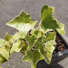 ▼値下げ▼アイビー　へデラ　観葉植物　苗