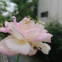 【浄化体験会】自分自身で掛けている制限ロックを外して才能開花！若...