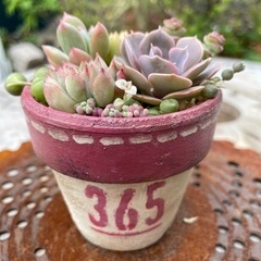 多肉寄植え　ステンシル鉢　ピンク