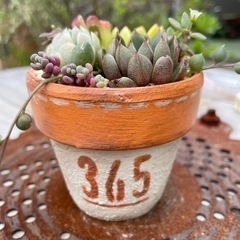 多肉寄植え　ステンシル鉢　オレンジ