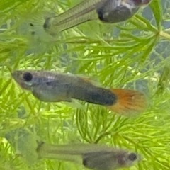 グッピー　幼魚(生後1-2ヶ月)！　5匹　¥500の画像
