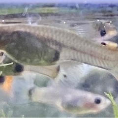 グッピー　幼魚(生後1-2ヶ月)！　5匹　¥500の画像