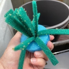 出目メダカの卵の画像