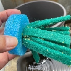 出目メダカの卵の画像