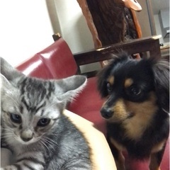 甘えん坊の♂ねこ（生後3ヶ月）