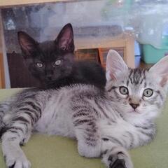 3月生まれの子猫2匹