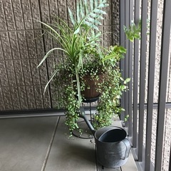 観葉植物4種寄植えとブリキのじょうろう