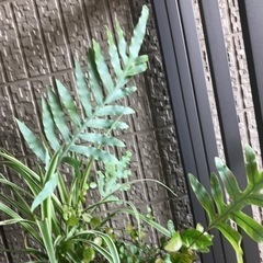 観葉植物4種寄植えとブリキのじょうろうの画像