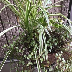 観葉植物4種寄植えとブリキのじょうろうの画像