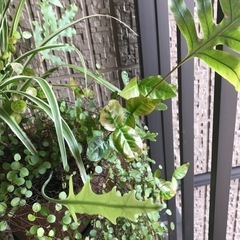 観葉植物4種寄植えとブリキのじょうろうの画像