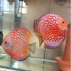 【ディスカス】取引限定「発送不可」ブリーディング　ペア　①の画像