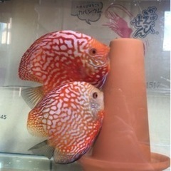 【ディスカス】取引限定「発送不可」ブリーディング　ペア　①の画像