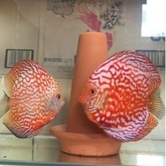 【ディスカス】取引限定「発送不可」ブリーディング　ペア　①の画像