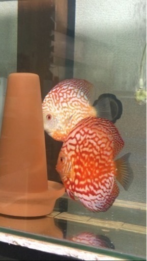 【ディスカス】取引限定「発送不可」ブリーディング　ペア　①