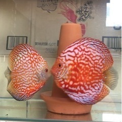 【ディスカス】取引限定「発送不可」ブリーディング　ペア　①の画像