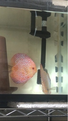 【ディスカス】取引限定「発送不可」ブリーディング　ペア　②