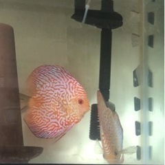 【ディスカス】取引限定「発送不可」ブリーディング　ペア　②の画像