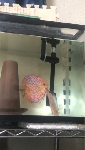 【ディスカス】取引限定「発送不可」ブリーディング　ペア　②