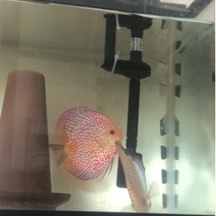 【ディスカス】取引限定「発送不可」ブリーディング　ペア　②の画像