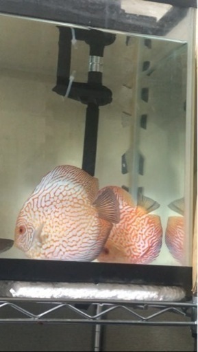 【ディスカス】取引限定「発送不可」ブリーディング　ペア　②