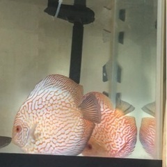 【ディスカス】取引限定「発送不可」ブリーディング　ペア　②の画像