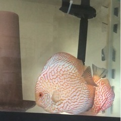 【ディスカス】取引限定「発送不可」ブリーディング　ペア　②の画像