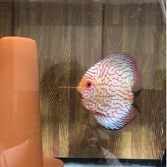 【ディスカス】取引限定「発送不可」ブリーディング　ペア　③の画像