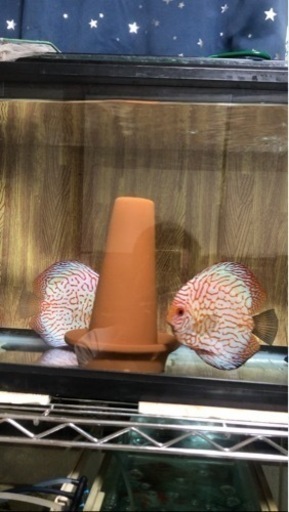 【ディスカス】取引限定「発送不可」ブリーディング　ペア　③