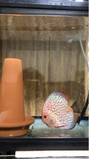 【ディスカス】取引限定「発送不可」ブリーディング　ペア　③