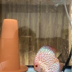 【ディスカス】取引限定「発送不可」ブリーディング　ペア　③の画像