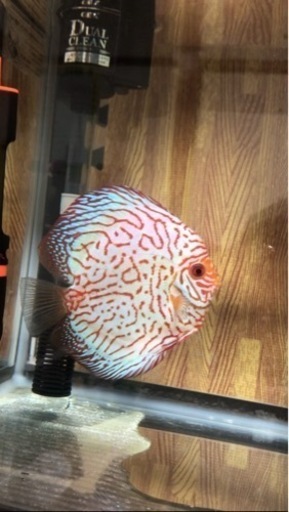 【ディスカス】取引限定「発送不可」ブリーディング　ペア　③