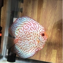 【ディスカス】取引限定「発送不可」ブリーディング　ペア　③の画像