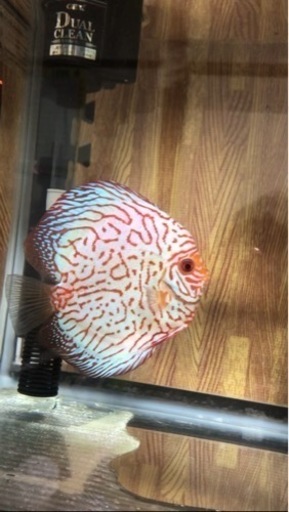 【ディスカス】取引限定「発送不可」ブリーディング　ペア　③