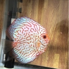 【ディスカス】取引限定「発送不可」ブリーディング　ペア　③の画像