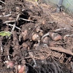 ヤーコン　種芋の画像