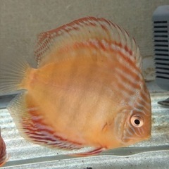 ディスカス　ワイルド　クロスの画像