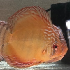 ディスカス　ワイルド　クロスの画像